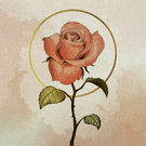 Rose douce et &eacute;l&eacute;gante sur fond textur&eacute;